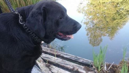 Slow House y La cabaña de Miss Slower - Foto 5