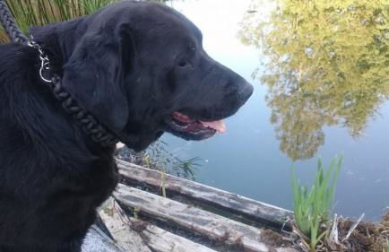 Slow House y La cabaña de Miss Slower - Foto 5