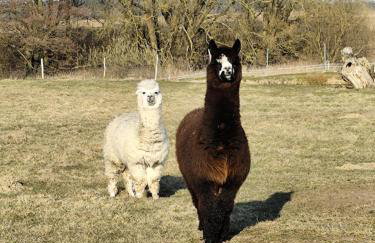 Smocze Ranczo 3 - Foto 75