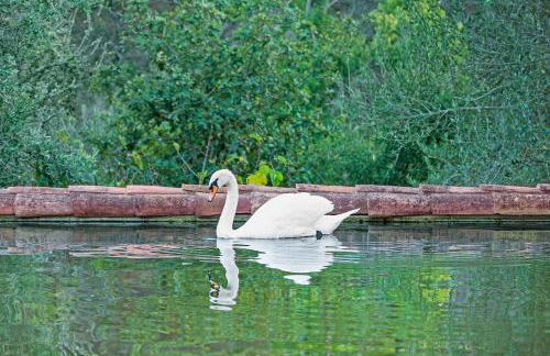 Casa Cisne - Selão da Eira - Foto 28