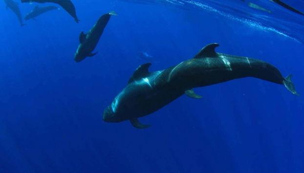 Giro in catamarano di 5 ore con avvistamento e ascolto di cetacei - Foto 5