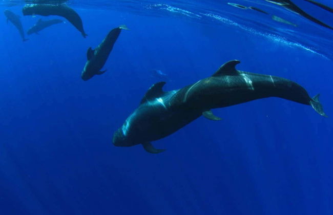 Giro in catamarano di 5 ore con avvistamento e ascolto di cetacei - Foto 5