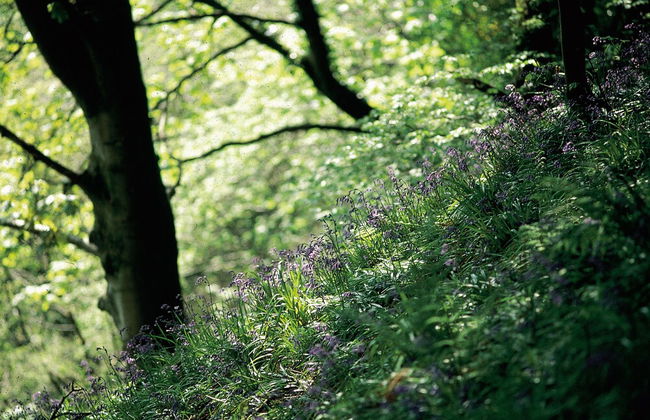 Charming Yurt in Kelburn Estate Near Largs - Foto 8