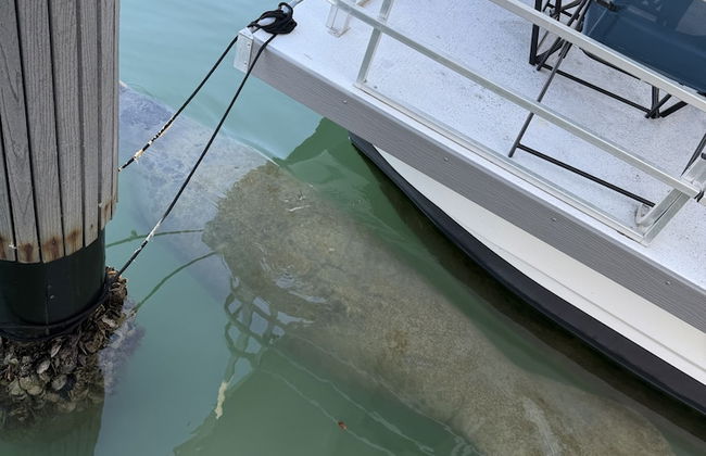 Yacht Haven Marina - Foto 12