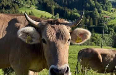 Alpe Sonnenruh - Foto 10