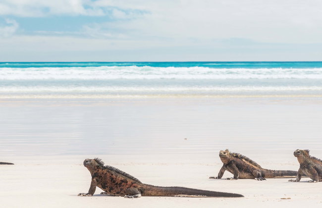 Tour de 7 días por las islas Isabela, Santa Cruz y San Cristóbal - Foto 1