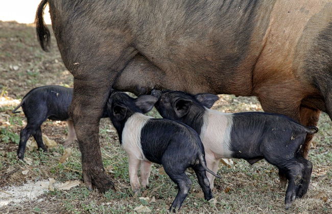 Agriturismo Casa Al Gianni - Photo 54