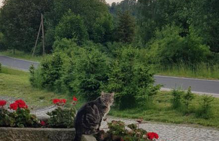 Dom Jesionów - Foto 61