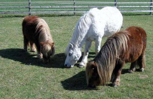 Ferienhaus Wiedmann - Foto 21