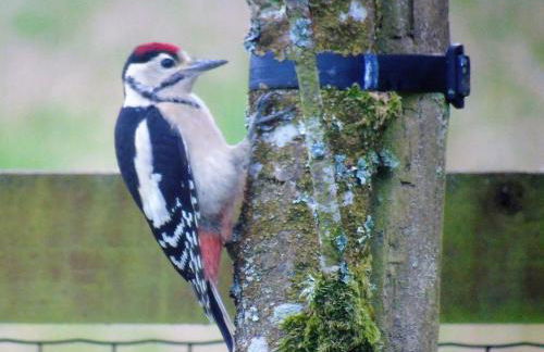 Pwllgwilym B & B - Foto 72