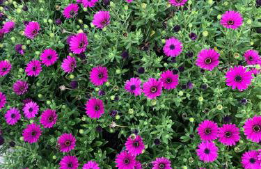 Holiday Home Ruby - Foto 58