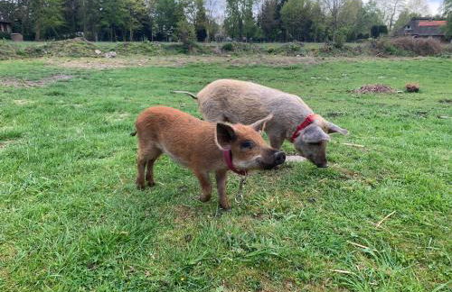 Ferienwohnung Süderfeld - Foto 7