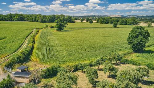 Curious Calf - Foto 3