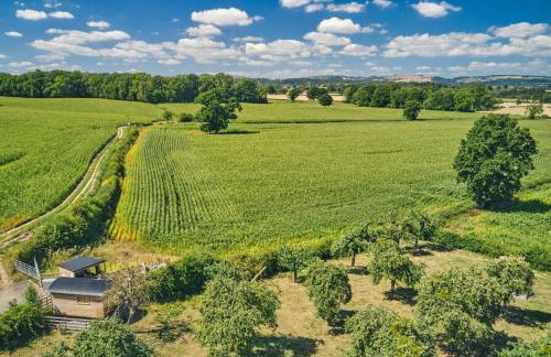 Curious Calf - Foto 3