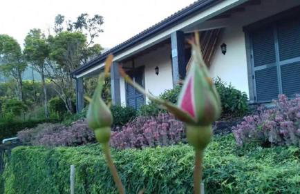 Ocean Melody - Photo 12