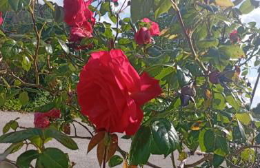 La Clematite d'Olt - Photo 28