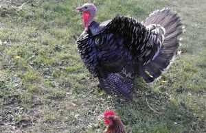 Agriturismo Il Giardino - Photo 42