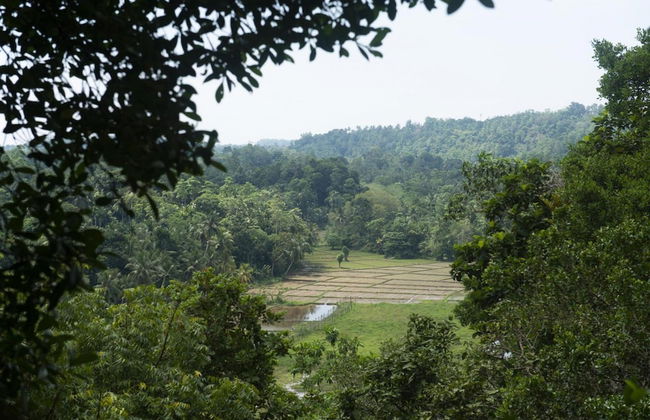 08 Acre Private Tea Estate Close To Galle - Photo 33