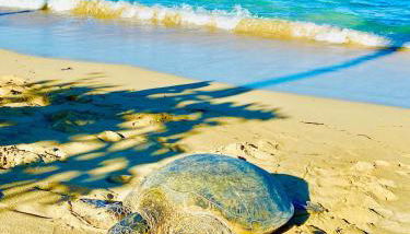 Aloha Beach Retreat, Ocean Front With AC - Foto 4