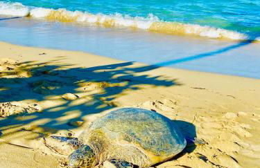 Aloha Beach Retreat, Ocean Front With AC - Foto 4