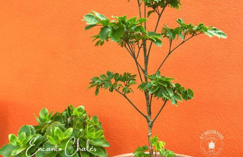 Encanto Chalés – 150m da Praia Grande – Penha – SC - Foto 24