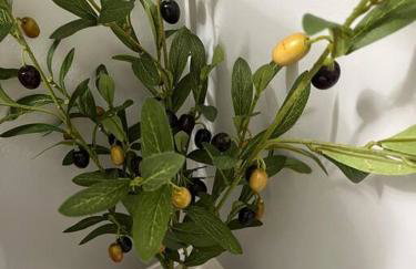 Close to Memphis NOT IN Memphis Full Kitchen - Foto 9