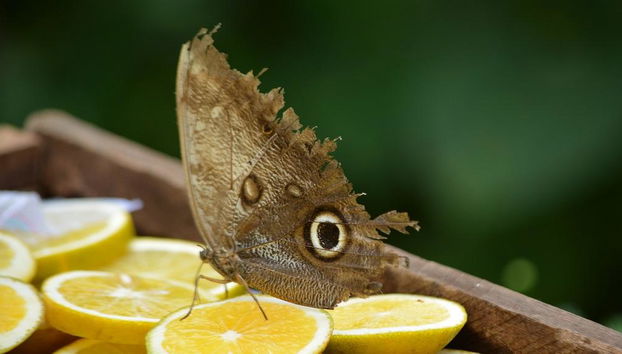 Quindíos Botanischer Garten - Halbtages-Tour - Foto 4