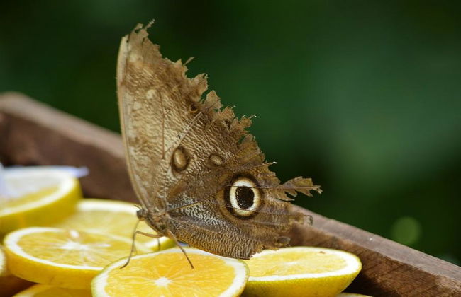 Quindíos Botanischer Garten - Halbtages-Tour - Foto 4