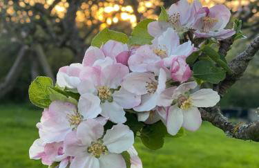 The Apple Shed - cosy cabin nestled in orchard in rural Devon - Foto 28