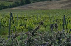 Agriturismo Bagnaia - Foto 11