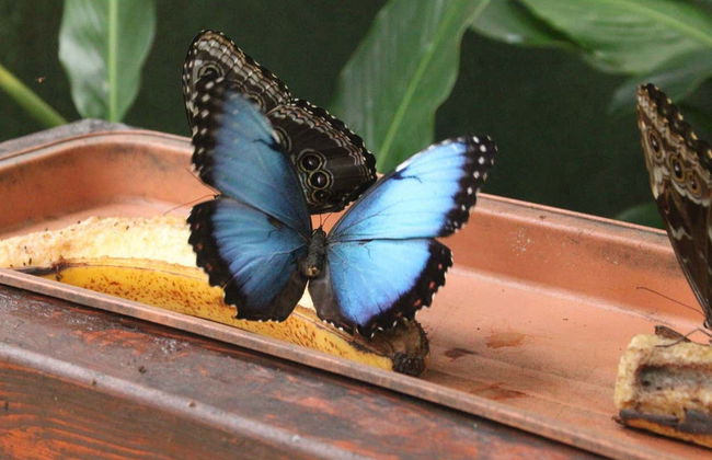 Billet pour le parc d'attraction Rainforest Atlantic - Photo 10