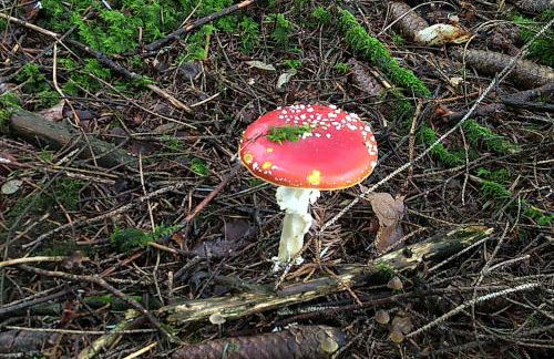 Tiny-Ferienhäusle Casa Wendy - Photo 21