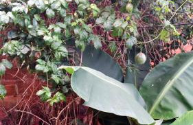 Lugar de descanso e muito verde praia e lagoa Araruama - Foto 18