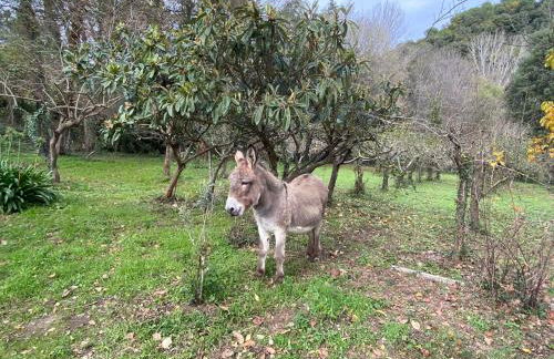 Masía Can Janet alojamiento rural con piscina privada en plena naturaleza - Foto 42