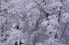 Hedgehog's Hideaway,a peaceful retreat in Nenthead - Foto 24