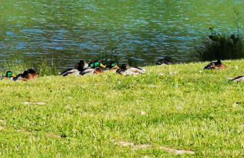 Studio cosy 32m2 independant dans maison - Foto 11