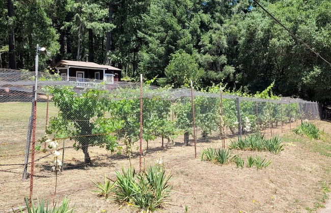 Van Zandt's Redwood View Resort - Foto 32