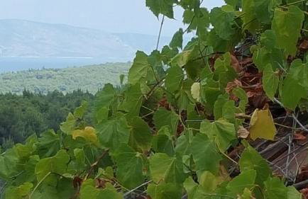 Hvar Architect's House - Photo 16