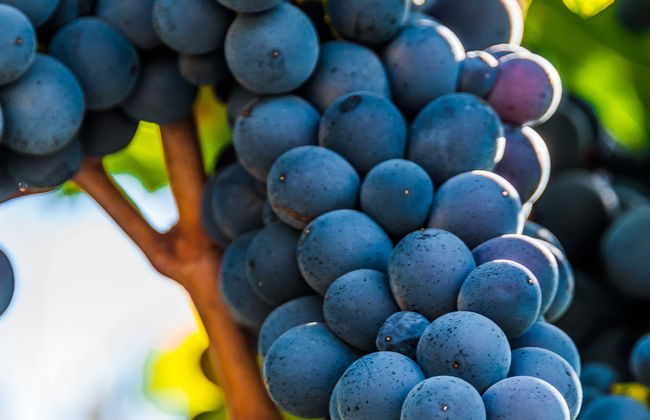 Cata de vinos en el valle de Itria - Foto 1