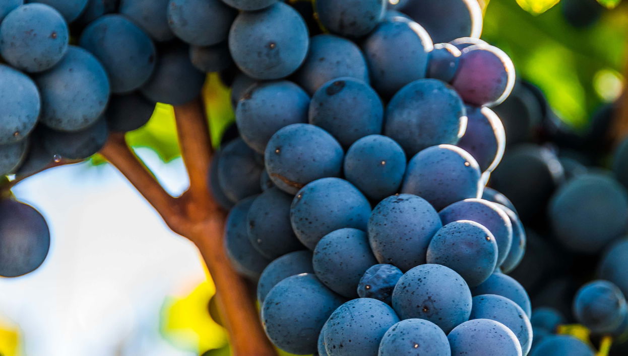 Cata de vinos en el valle de Itria