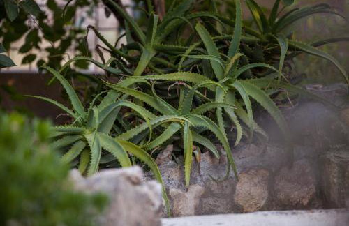 Apartments Pol Murvu - Foto 31