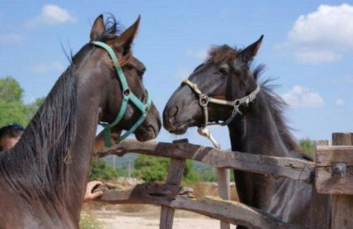 Agroturismo Finca Son Sala - Photo 57