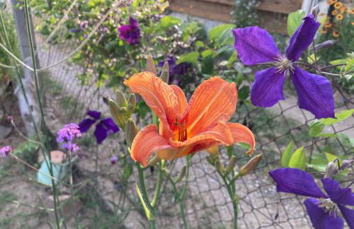 La Maison Bleue - Foto 13