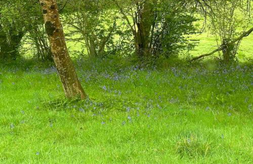 Cornwall Woodland Shepherd's Hut with Hot Tub - Deirdres Hut - Foto 42