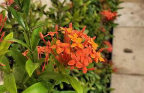 Casa à beira mar de Maragogi com 4 quartos, 4 banheiros e Área Verde - Foto 65