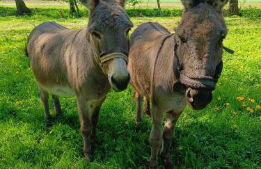 KUKUŁKA Nad Rzeczką - Foto 11