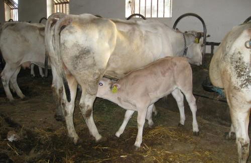Agriturismo Cascina Ponchietta - Foto 43