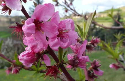 Residence La Quiete - Foto 41