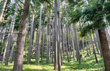 Casa fiordaliso - Foto 33