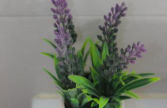 Casa das Camélias - Family Villa by the lagoon - Photo 43